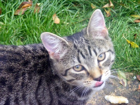 Rude!! - tabby, grass, tongue, cat