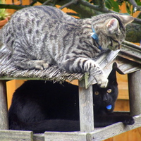 Cat table