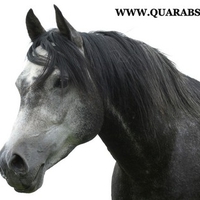 Grey Arabian