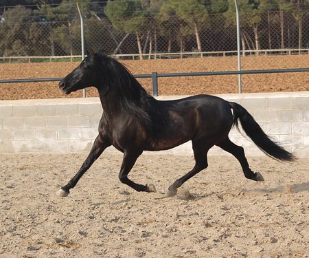 Latino The Andalusian - horses, spanish, latino, andalusian, black