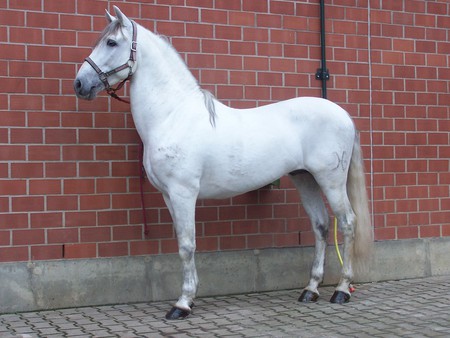 Grey Andy - horses, spanish, grey, andalusian, andy