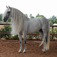 Beautiful Grey