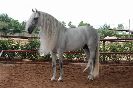 Beautiful Grey - horses, andalusian, spanish, grey