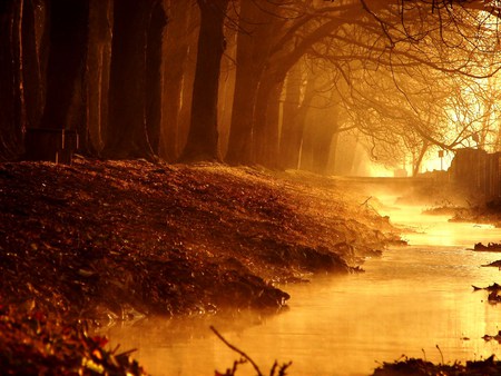 Walking in the gold - morning, autumn, trees, forest, light, stream, mist, gold