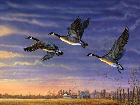 southbound - geese, house, field, farm, sky