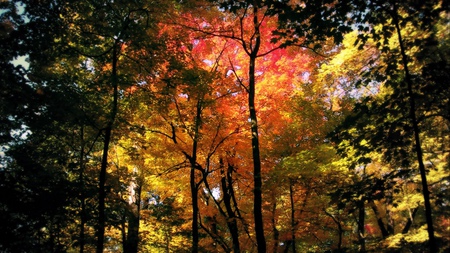 Beautiful Leaves - red, leaves, fall, trees