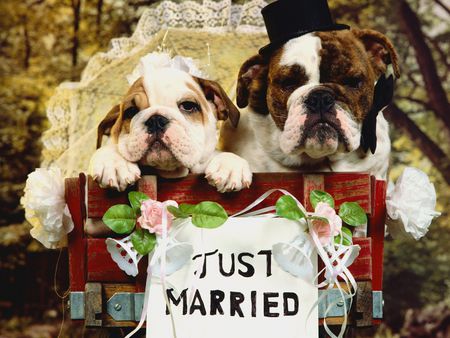 A Cute Couple! - just married, bull dogs, two, cute