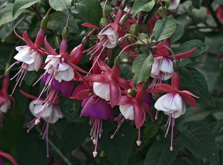 Fuchsia - flowers, colors, nature, fuchsia