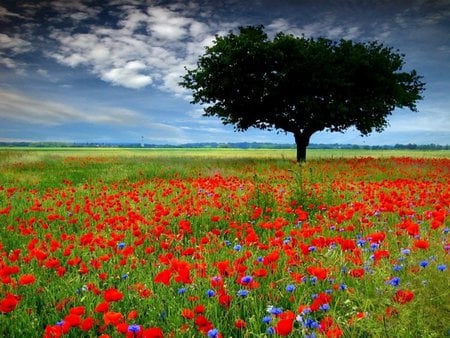 Field with red flowers - cloud, field, flower, tree