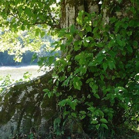 Big Tree on River Bank