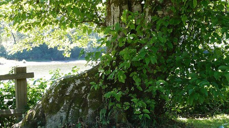 Big Tree on River Bank - fence, river, leaves, tree, old, widescreen, washington