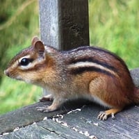 the colourful chipmunk