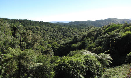 Rain Forest View - hills, nature, green, rolling, clear, rainforest, sky