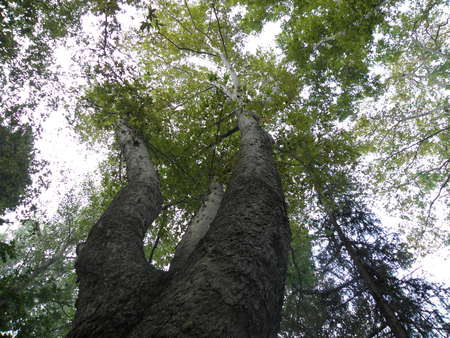 Mersin Limonlu (Turkey) - forest, tree, high, large, long