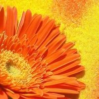 Orange flower