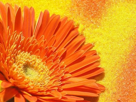 Orange flower - orange, flower, gerbera, petal