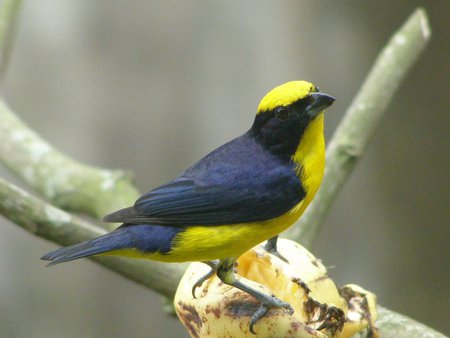 Tangara - bird, yellow, nature, tangara