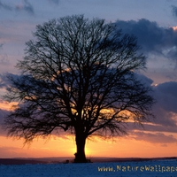 the tree in the fields