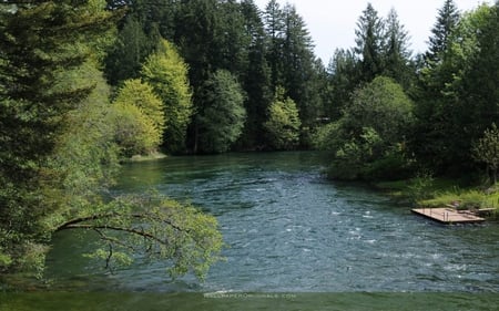 river in the woods - nature, sky, trees, water, grass