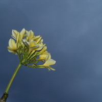 grey sky..