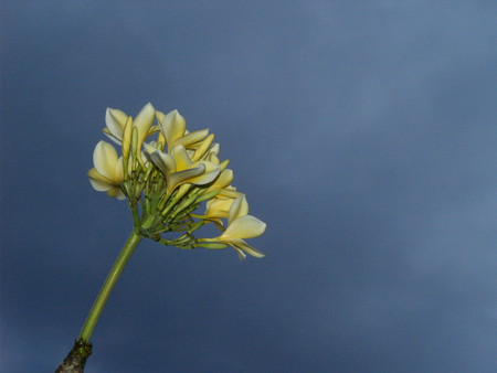 grey sky.. - nature, sky, flowers, grey