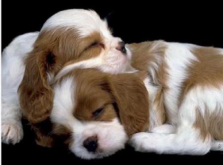 Tomorrow you be the pillow - two, brown and white, napping, sweet, resting head on other, puppies