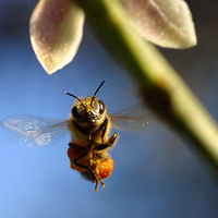 In Flight