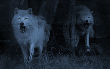 wolves - wolves, two, many, pack