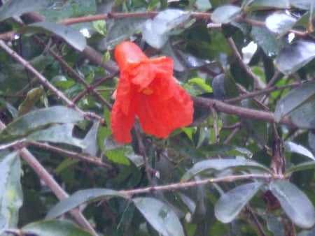 Pomegranate flower - flowers, pomegranate, flower, nature