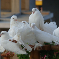 pigeons