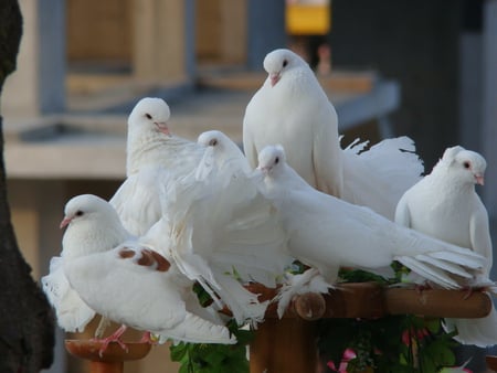 pigeons - nice, photography, gentle, elegant, white, pigeon, cool, beautiful, pigeons, photo, birds