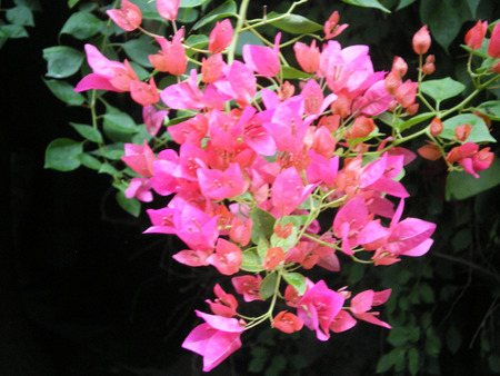 Boughan villea - nature, boughan villea, flowers