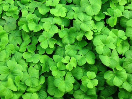 Clovers - nature, leaf, clover, green