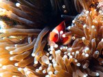 Clown fish