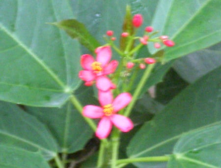 Tiny flowers - nature, tiny, flowers