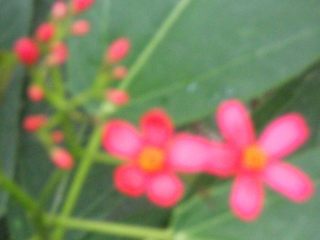 Tiny flowers - nature, tiny, flowers