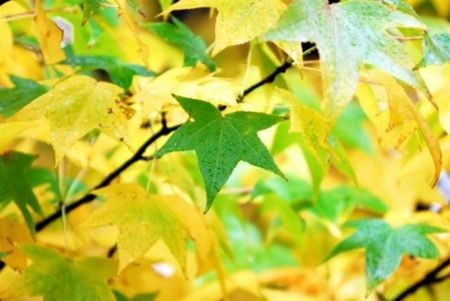 autumn leaves - leaves, plant, tree, autumn