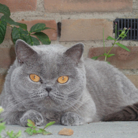 Beautiful cat