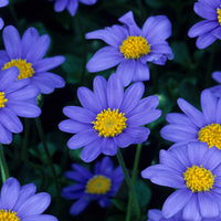 Beautiful Colorful Flowers