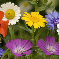 Beautiful Colorful Flowers