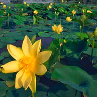 Beautiful Colorful Flowers