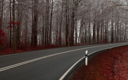 Autumn Road - forest, clean, clear, road, beautiful, neat, frost, leaves, auburn, nature, autumn, red, winter, straight, daylight, peaceful, falls, way, trees, day