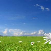Field Of Daisies