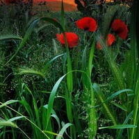 Poppies