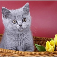 Grey kitten near tulips