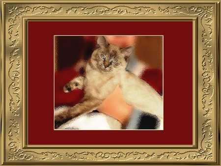 kitten - cat, portrait, frame, kitten