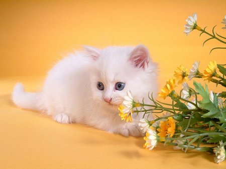 Kitten with yellow background - white, yellow, kitten, flower, cat