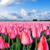 PINK TULIPS