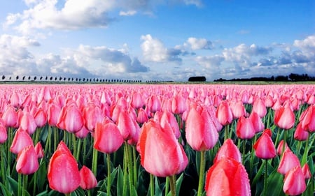 PINK TULIPS - clouds, tulips, blue, pink, sky