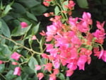 Boughan villea